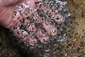 Media type: image;   Herpetology Observations 5 Description: Egg Mass;